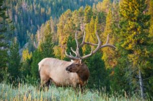 bigstock Elk 50183111 Domaine Madeleine